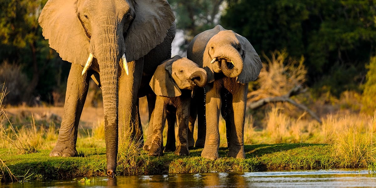 close-up-elephants-standing-near-lake-at-sunset